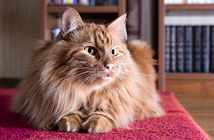 Big fluffy ginger sales cat